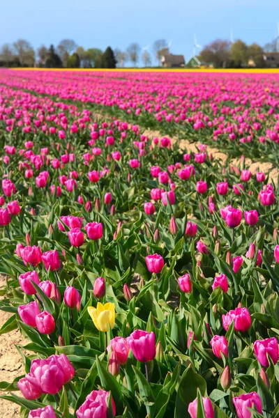 Campos Llenos Tulipanes Rosados Con Una Excepción Amarillo Holandés Flevopolder — Foto de Stock