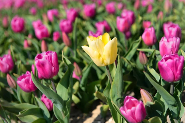 Detail Jeden Žlutý Tulipán Růžovém Poli — Stock fotografie