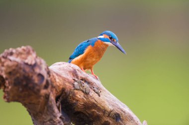 Ağaç gövdesi üzerinde ortak arası kingfisher