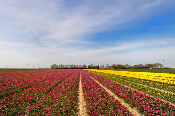 Champs Remplis Tulipes Colorées Néerlandais Flevopolder — Photo