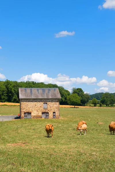 納屋の前のフランスの風景の中に茶色のリムジン牛 — ストック写真