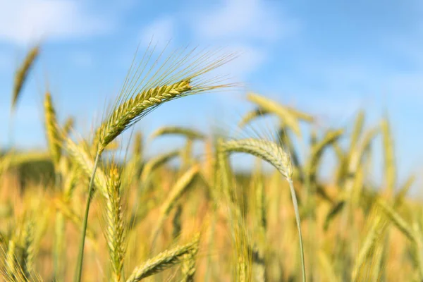 Ripe Grain Field Outdoor — 스톡 사진