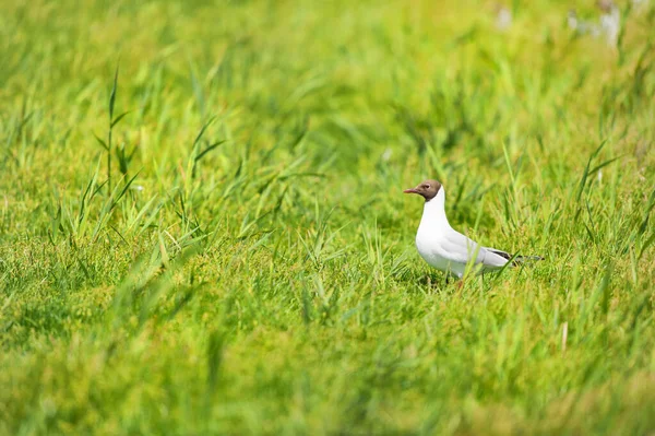 绿草中的黑头海鸥 — 图库照片