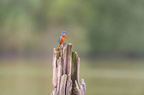 Обыкновенный Зимородок Стволе Дерева — стоковое фото