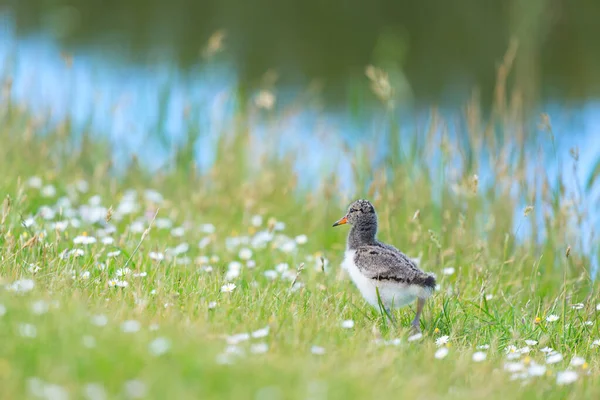 Baby Fågel Eurasiska Ostron Catcher Trästolpe — Stockfoto