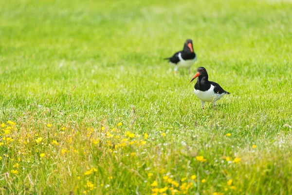 Birds Eurasian Oyster Catchers Meadow — Stock Photo, Image