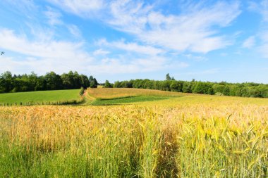 Ripe grain in the field outdoor