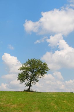 Manzaranın tepesindeki yaz ağacı
