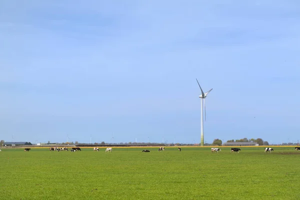 Typická Holandská Krajina Krávami Větrnými Turbínami — Stock fotografie