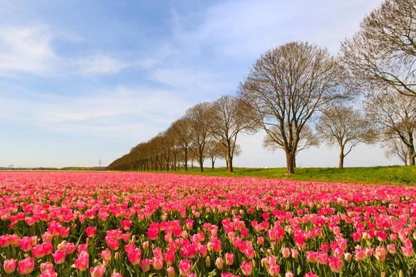 Campos Llenos Tulipanes Rosados Holandés Flevopolder — Foto de Stock