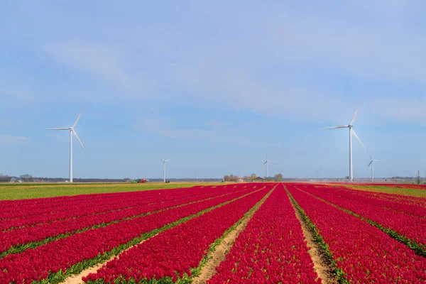 Pola Pełne Różowych Tulipanów Holenderskim Flevopolder — Zdjęcie stockowe