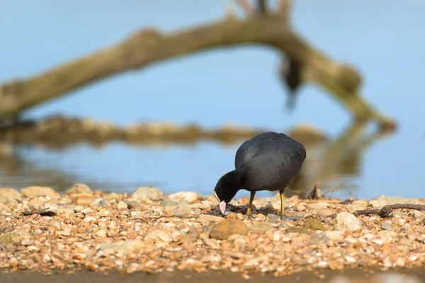 Coot Chodzenie Pobliżu Rzeki — Zdjęcie stockowe