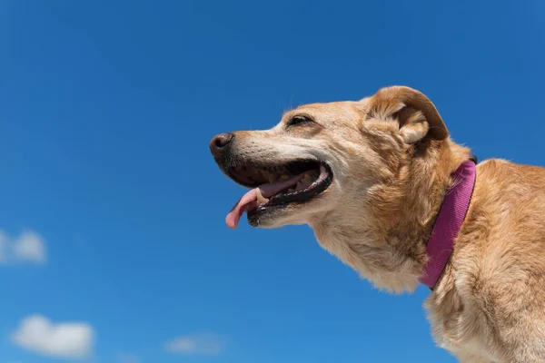 Viejo Perro Caza Contra Cielo Azul —  Fotos de Stock