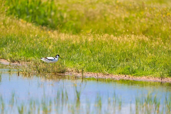 Avocet Pied Uccello Nel Paesaggio Naturale — Foto Stock