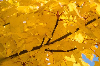 Sonbaharda renkli ağaçlar