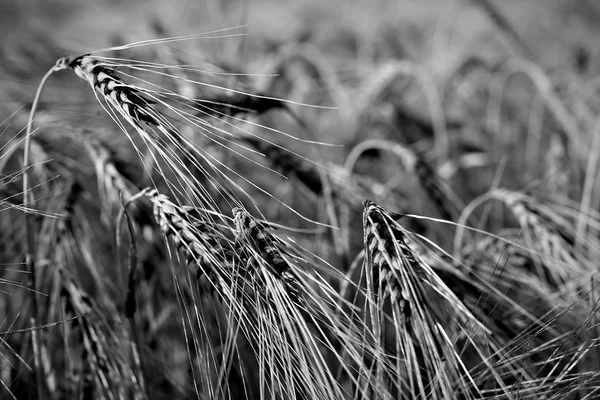 A corn field in black and white — Stock Photo, Image