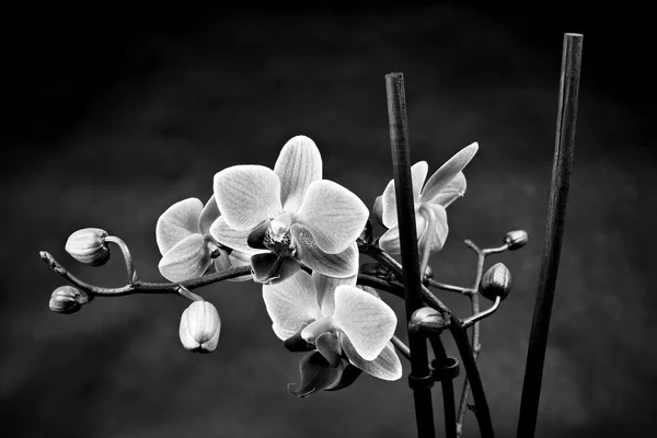 Uma orquídea contra um fundo preto — Fotografia de Stock