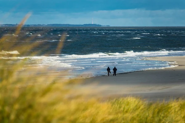 島 Amrum の北海の海岸にある砂丘 — ストック写真