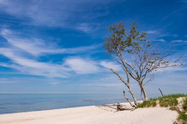 Baltık Denizi kıyısında ağaç