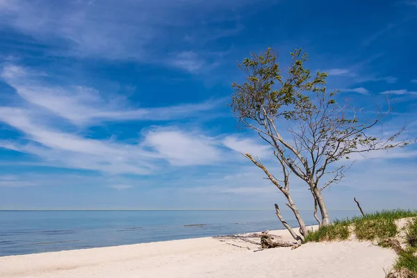 Träd på stranden av Östersjön — Stockfoto