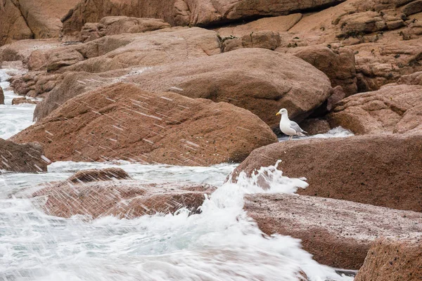 Pink Granite Coast in Bretagna vicino a Ploumanach, Francia — Foto Stock