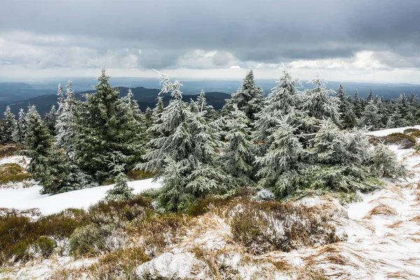 Landskap med trær i Harz-området, Tyskland – stockfoto