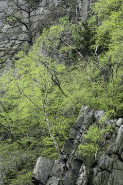 Almanya 'nın Harz bölgesindeki ağaçların manzarası