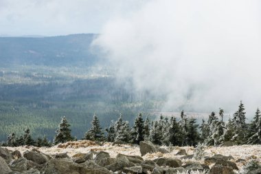 Almanya 'nın Harz bölgesindeki ağaçların manzarası