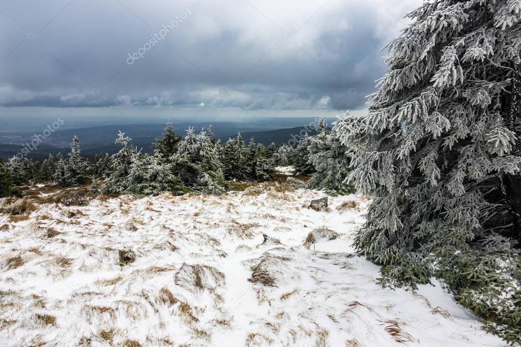 Landscape with trees in the Harz area, Germany.