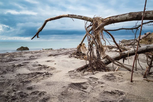 Baltık Denizi kıyısında devrilen ağaç — Stok fotoğraf