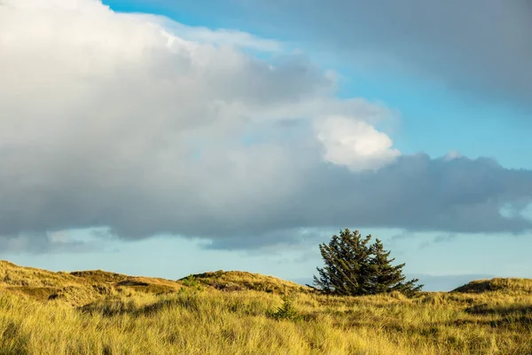Дюни на узбережжі Північного моря на острові острові Amrum, Німеччина — стокове фото