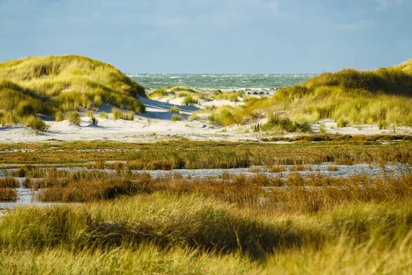 Dunes sur la côte de la mer du Nord sur l'île d'Amrum, Allemagne — Photo