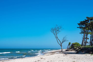 Baltık Denizi kıyısında ağaçlar