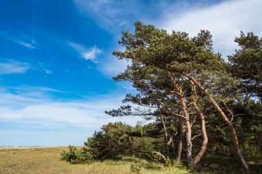 Baltık Denizi kıyısında ağaçlar