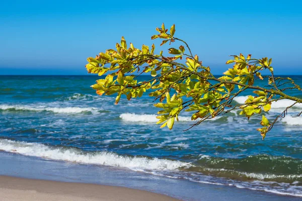 Overthrown tree on shore of the Baltic Sea — Stock Photo, Image