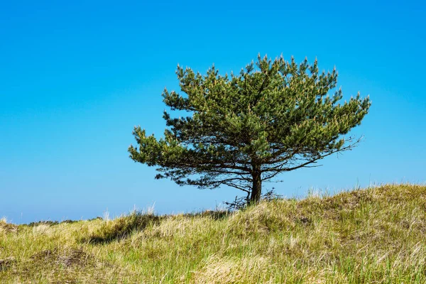 Tree on the Baltic Sea coast in Prerow, Germany — Stock Photo, Image