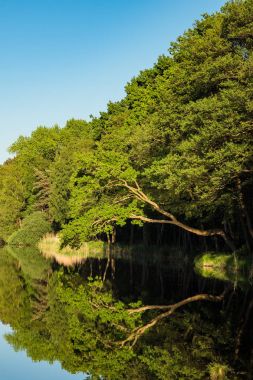 Prerow, Almanya ağaçlarda ile manzara