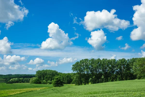 Paisagem com árvores e nuvens no céu — Fotografia de Stock