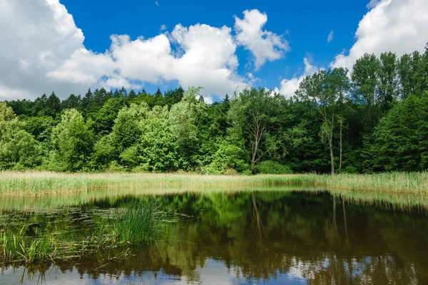 Landscape with trees and a small lake — Stock Photo, Image