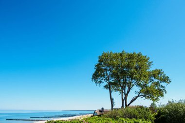 Baltık Denizi kıyısında ağaç