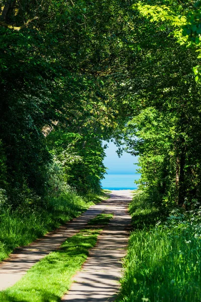 Trees on the Baltic Sea coast in Ahrenshoop, Germany — Stock Photo, Image