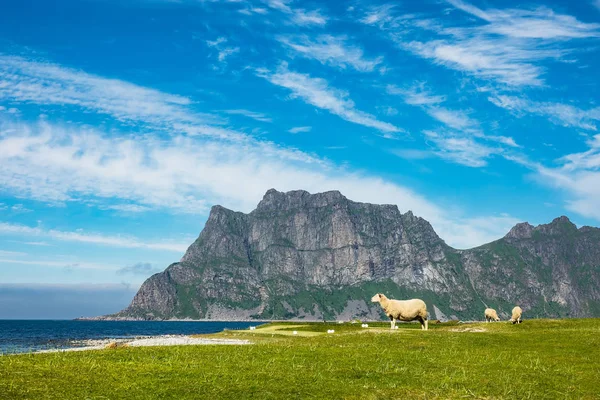 Utakleiv Beach på Lofoten öarna i Norge — Stockfoto