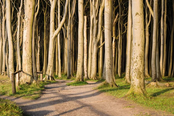 Coastal forest on the Baltic Sea coast in Nienhagen — Stock Photo, Image