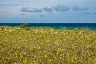 Baltık Denizi kıyısında plaj