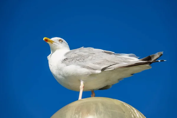 Gaivota do mar numa lanterna na costa do Mar Báltico — Fotografia de Stock