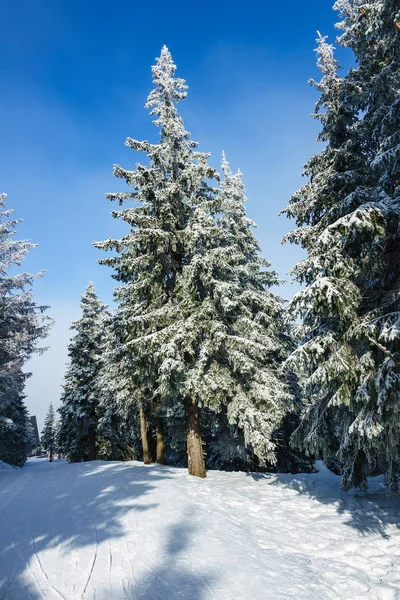 Hiver avec neige dans les Monts Géants, République Tchèque — Photo