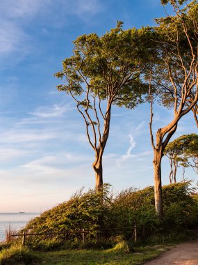 Kıyı orman Nienhagen'Baltık Denizi kıyısında