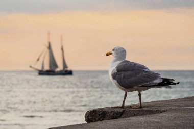 Yelkenli gemi ve martı Rostock Baltık Denizi