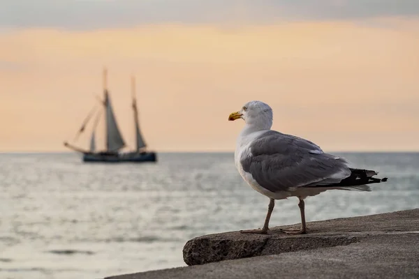 Navio à vela e gaivota no mar Báltico em Rostock — Fotografia de Stock