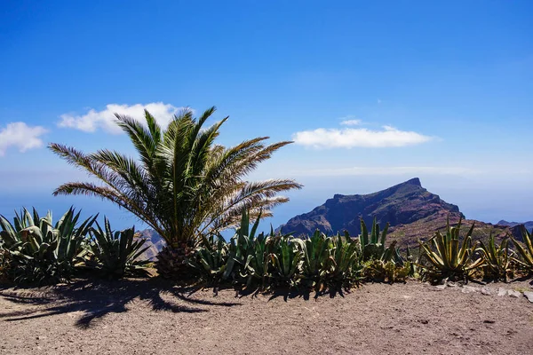 Landscape on the canary island Tenerife — Stock Photo, Image